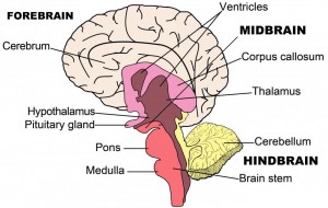 the brain
